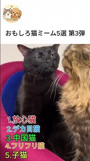 おもしろ猫ミーム5選 第3弾
