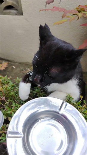 cat video 自宅に来た猫に釣られて来た猫（黒白）の動画 20260304 011■音声あり 縦画面 黒白、夕ご飯中。直ぐに手が出る。 #cat #ネコ