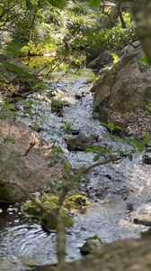 Flow through peaceful Japanese inspired gardens, where nature and serenity await | Morikami Museum and Japanese Gardens
