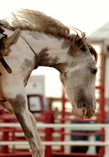 “All muscle, heart, and fire — a saddle bronc built to buck, born to fly, and proud enough to make every ride a challenge.” #saddlebronc #horse #rodeo #sonyfx30 #fyp