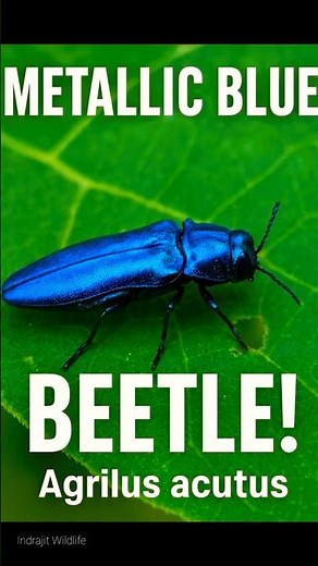 Metallic Blue Spiral Borer | Agrilus acutus Found!