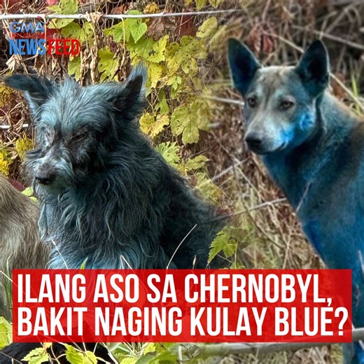 251K views · 2K reactions | Mabilis na nag-viral ang post ng isang volunteer group tungkol sa mga asong namataan nila sa loob ng Chernobyl Exclusion Zone, ang itinuturing na most radioactive place on Earth. Ang ilang aso raw doon, kulay blue?! Ang paliwanag diyan ng eksperto, alamin sa video. | GMA News | Facebook
