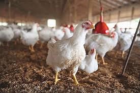 Poultry Farming | 3000 Broilers feasibility | Business Ideas 2022 | Jamal Ali Safi ACCA