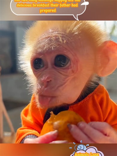 Baby Monkeys Enjoying Breakfast Together