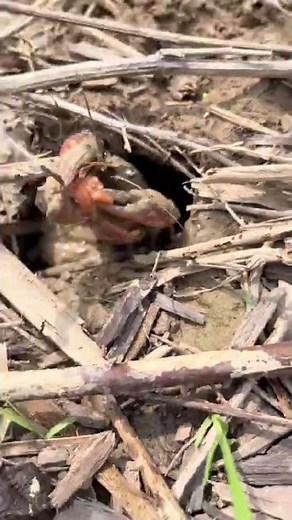How to catch crayfish from their hole! 🦞 #crayfish