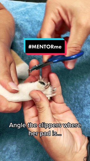 #VETnurse Lisa is showing our #students how to #clipnails in the #clinic! #peticure 💅 #learning #education #fy #dogstagram #shortcourses #dogsofttiktok #microcredentialcourse