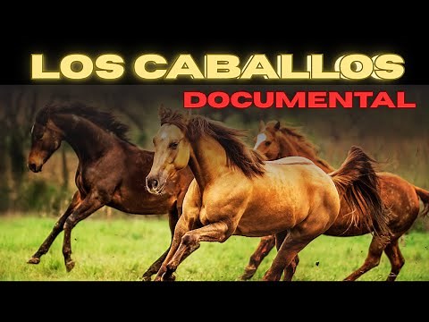 Documental. Descubre los secretos más sorprendentes de los caballos