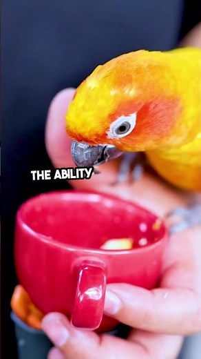 Do Parrots Truly Understand Human Speech?