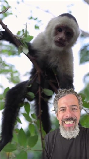 Funky Monkey Song 🐒 Fun Kids Music | Sing-Along with Real Monkeys | Baby & Toddler Dance Short