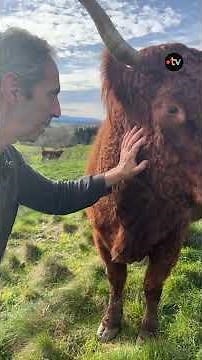 Une journée avec Arnaud, éleveur de vaches salers