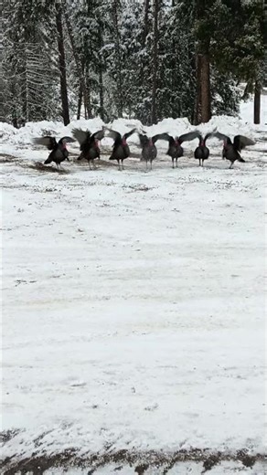 dancing turkeys