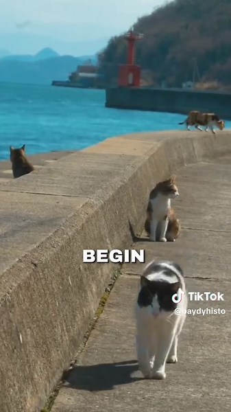Cat Island Aoshima: Japan's Feline Paradise