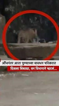 औंधनंतर आता पुण्याच्या बावधन परिसरात दिसला बिबट्या, वन विभागाने म्हटलं... | BBC News Marathi