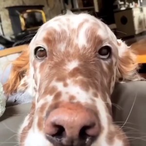 Meet Leo the snuggle bug ❤️ 📸 Credit: @life_with_setters | English Setter Dog