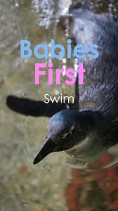 155K views · 1.5K reactions | Big splashes and even bigger...