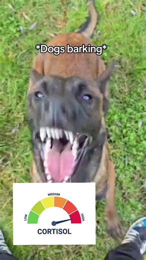 Understanding Cortisol Levels in Indoor Cats