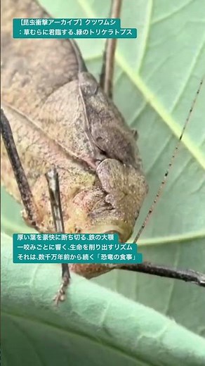 【昆虫衝撃アーカイブ】クツワムシ：草むらに君臨する、緑のトリケラトプス #4k #insects #昆虫図鑑 #昆虫観察 #昆虫撮影 #昆虫採集 #stagbeetle #undaze #asmr