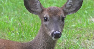New law allows Minnesotans of all ages to use crossbows to hunt deer