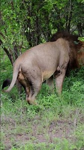 Why Lions Pee: The Science of Territory Marking