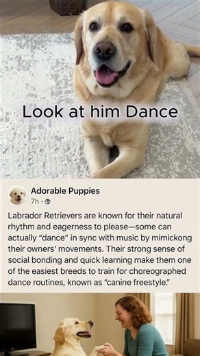 “Labrador Retriever Dancing — The Cutest Canine Freestyle You’ll Ever See!”
