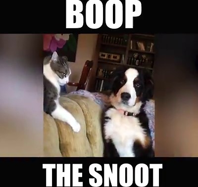 445K views · 2.6K shares | Boop. The. Snoot. | America's Funniest Home Videos | Facebook