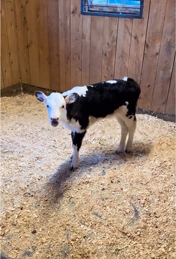 The cow was ready to talk...#cow #funny #drama #fyp #foryou