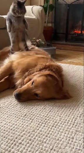 Funny Pets: Dog Farts Cause Cat's Hilarious Reaction
