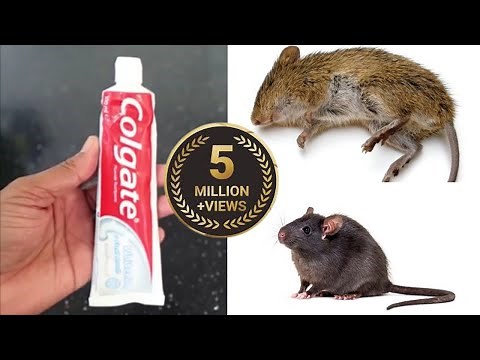 MAGIC COLGATE || How To Kill Rats Within 10 minutes || Home Remedy || Magic Ingredient | Mr. Maker