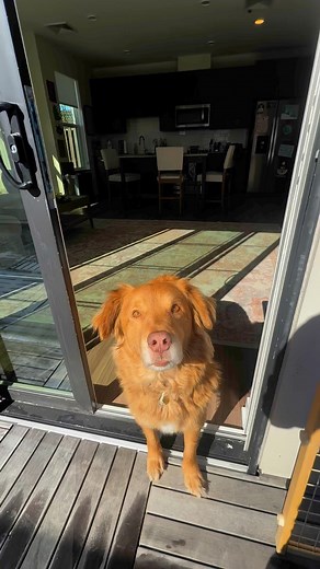 3.1K views | Chewy’s biggest flex ️ Crating your foster dog is...