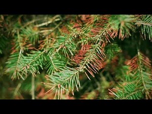 Forest Threats: Tree Disease