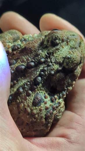 Western toad sighting no 9