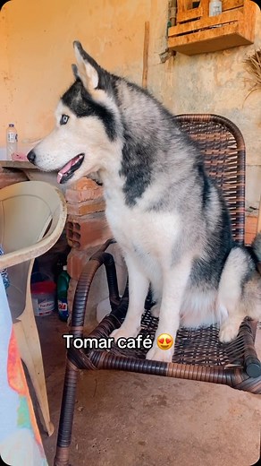 aquilesohusky1 on Instagram: "#husky #cachorro 😍😍❤️"