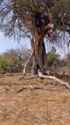 Wildfriends Africa 🌍 on Instagram: "If you think you've had a bad day, this young leopard almost got cooked by a stubborn troop of baboons! Curiosity took it too close to a troop of angry baboons luckily, it remembered the survival lessons from mom just in time! Baboons don’t like leopards at all they’re natural enemies. Sometimes leopards hunt baboons, so when baboons get the chance to fight back, they never let it go. Especially in large groups, they turn fearless and wild! #baboon #baboons #