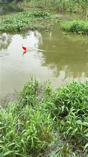Live video footage shows the amazing power of the"Overlord Bundle" fishing technique #OutdoorFishing