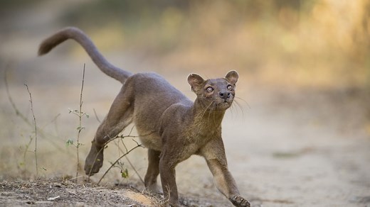 Fossa : taille, description, biotope, habitat, reproduction