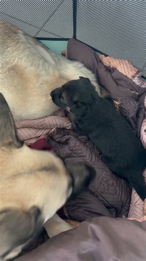 Week 3 single puppy. Starting to walk.