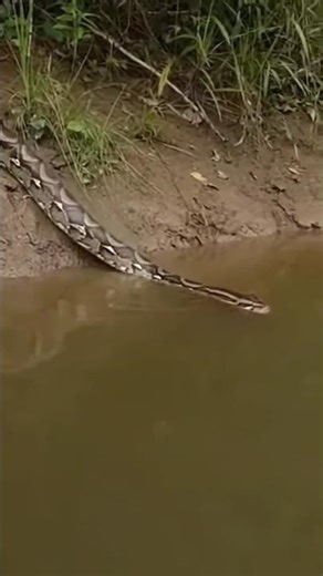 Nature’s Shock Therapy | Reticulated Python Attacks Electric Eel #python #funny​ #eel #wildlife #yt