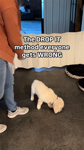 Kim Paciotti Puppy Training Specialist CPDT-KA on Instagram: "👉The drop it method everyone gets wrong 👉Most people wait until their puppy steals something valuable, then panic and try to negotiate. That teaches puppies to evaluate trades and hold out for better offers. ✅Learn how to teach it: Step 1: Say “drop it” with nothing in their mouth. Immediately scatter a treat on the floor while pointing them out excitedly. (I use their kibble) Step 2: Repeat a few times a day over a course of 4-5 da