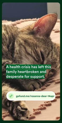 Please help my Lil Miku 💔🐾