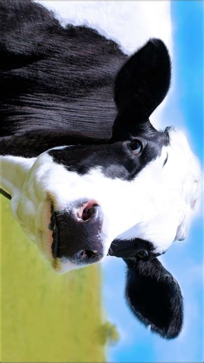 Suara Sapi dan Gambar Sapi Untuk Anak - Anak #suarahewan #belajarnamahewan #animalsounds