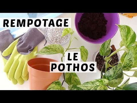 🌿 COMMENT REMPOTER UN POTHOS | TUTO JARDINAGE