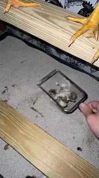 Best Chicken Poop Scooper for Poop Shelf + Sweet PDZ 🐓✨