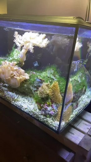 Explore Diverse Marine Life in a Vibrant Aquarium