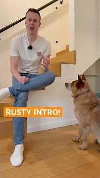 Rusty the Rescue Dog |Introduction! #rescuedog #rustytherescue #rescue #dogrescue #dogshorts #dogs