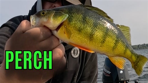 Shallow water yellow perch fishing action