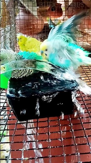 Budgies Enjoying Bath Time 🐦💦 | #Shorts #pets #viral