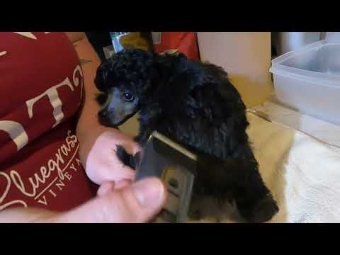 How to trim and bath your silver toy poodle puppy