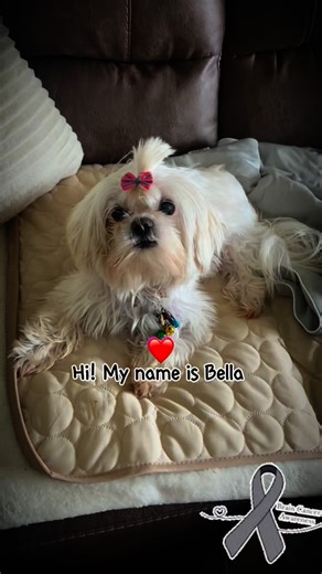 Please give some love to this beautiful 12 years young fur baby who’s been fighting brain cancer for 2 years now. #cancersucks #caretaker #cancerfighter #dogcancer #beldotley | Beldotley