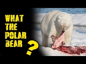 POLAR BEAR - Most Dangerous Predator Of The Arctic