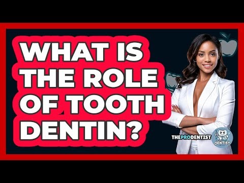What Is The Role Of Tooth Dentin? - The Pro Dentist
